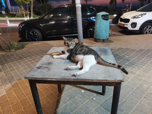 רוזמרין נתניה - מסעדת עוף ודגים
